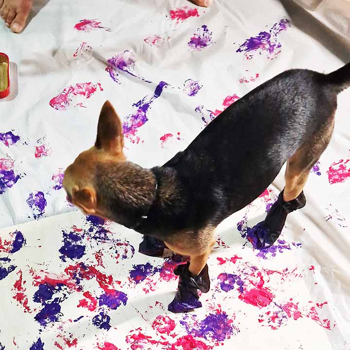 Ateliers pour les animaux