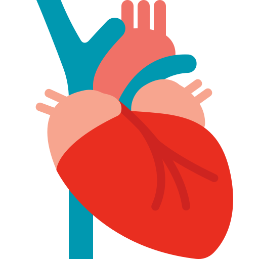 ✅ Circulation boostée